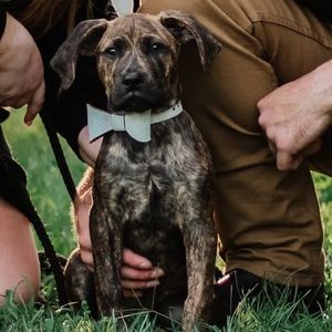 Leather bow tie white dog collar